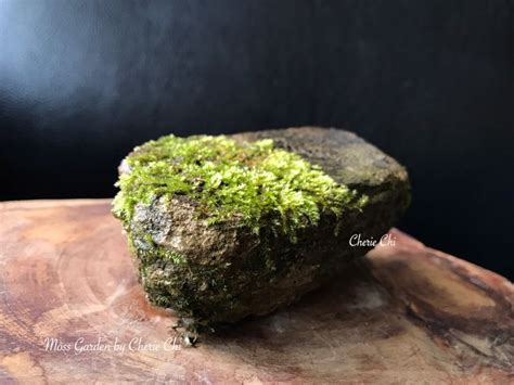 青苔怎麼養|Moss Fairy 墜入青苔界的精靈